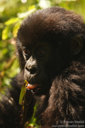 MOUNTAIN GORILLAS OF RWANDA